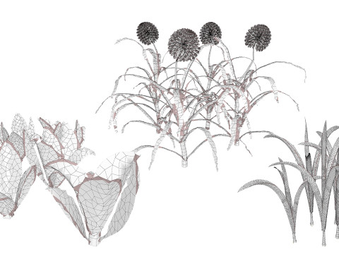 Arabian Wild Leek 3D Model