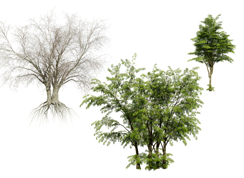 Arabian Leban Tree Wild Drumstick Tree 3D Model .c4d .max .obj .3ds .fbx .stl .blend 