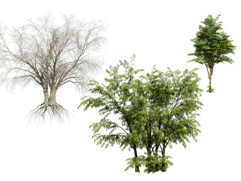 アラビアン レバン ツリー 野生ドラムスティック ツリー 3Dモデル