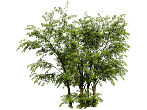 Arabian Leban Tree Wild Drumstick Tree 3D Model