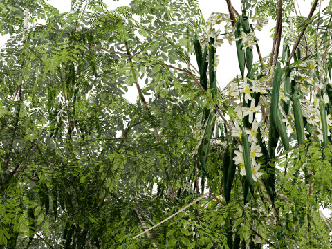 Arabian Leban Tree Wild Drumstick Tree 3D Model