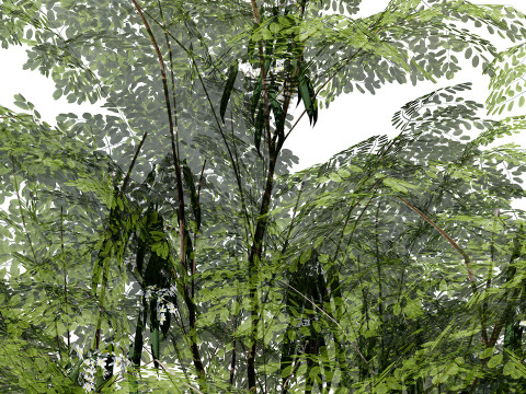 Arabian Leban Tree Wild Drumstick Tree 3D Model