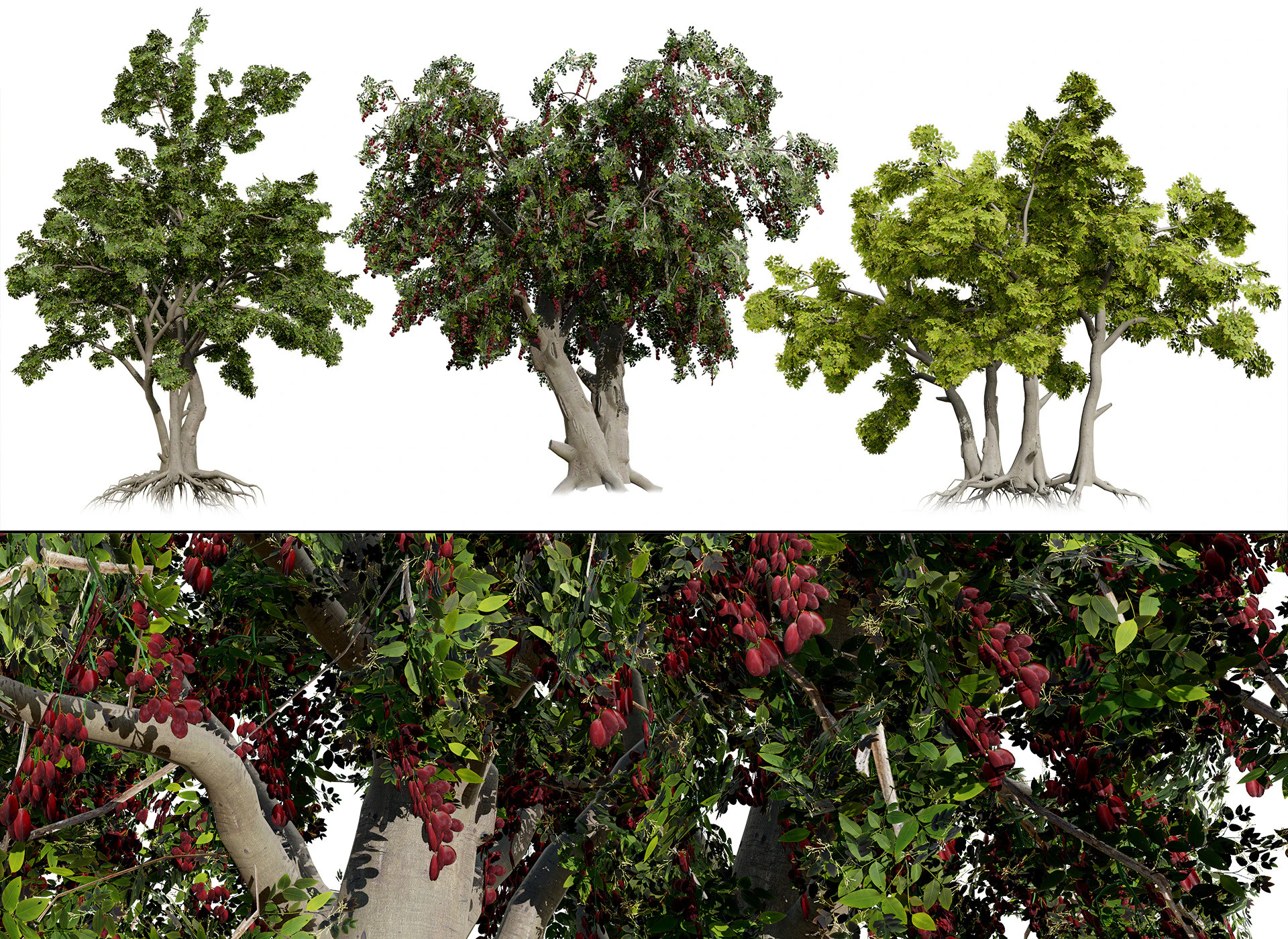 Arabian Toothbrush Tree 3D Model .c4d .max .obj .3ds .fbx .stl .blend 