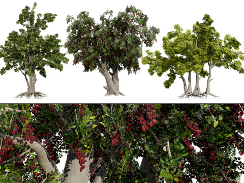 Arabischer Zahnbürstenbaum 3D Modell