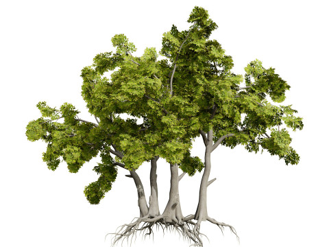 Albero dello spazzolino arabo Modello 3D