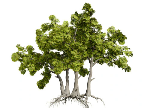 Arabian Toothbrush Tree 3D Model