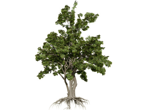 Albero dello spazzolino arabo Modello 3D