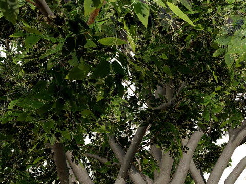 Arabian Toothbrush Tree 3D Model