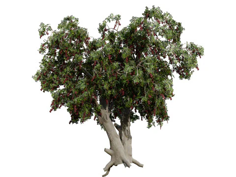 Arabian Toothbrush Tree 3D Model