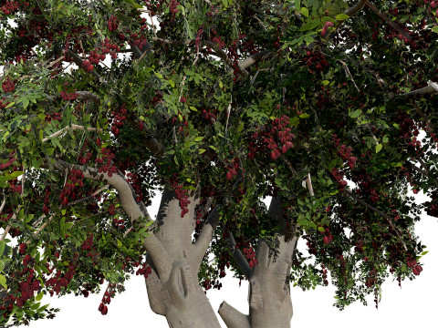 Albero dello spazzolino arabo Modello 3D