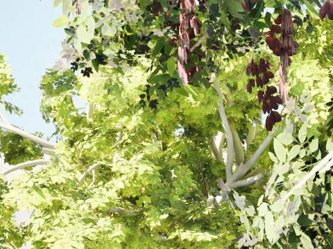 Arabian Toothbrush Tree 3D Model