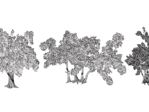 Arabian Toothbrush Tree 3D Model