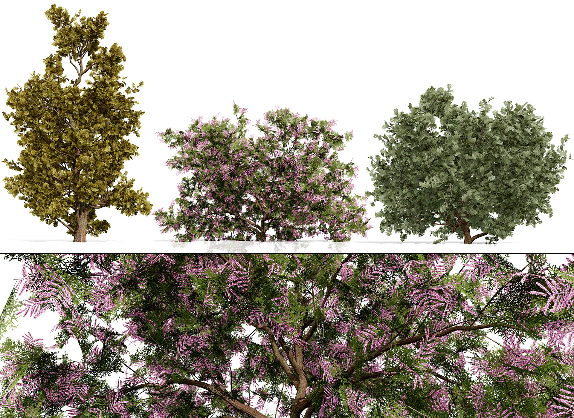 Arabian Ethel Tree Tamarix Bush Collection 3D Model .c4d .max .obj .3ds .fbx .stl .blend 