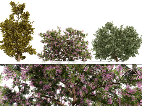 Coleção Árabe Ethel Tree Tamarix Bush Modelo 3D