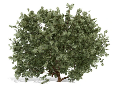 Arabian Ethel Tree Tamarix Bush Collection 3D Model
