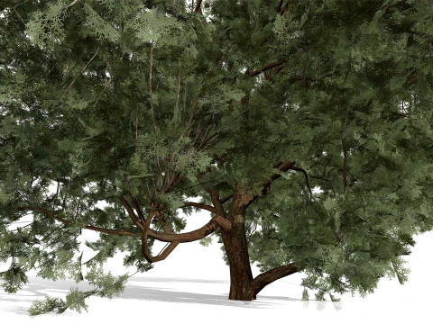 Arabian Ethel Tree Tamarix Bush Collection 3D Model