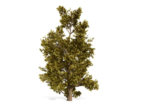 Arabian Ethel Tree Tamarix Bush Collection 3D Model