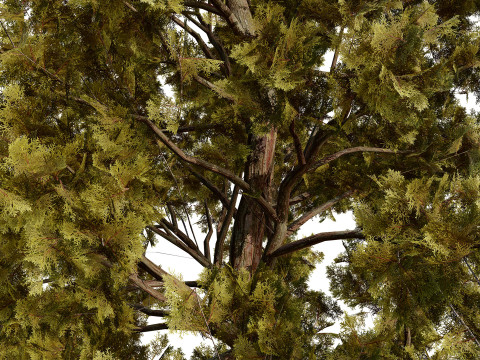 Colección árabe Ethel Tree Tamarix Bush Modelo 3D