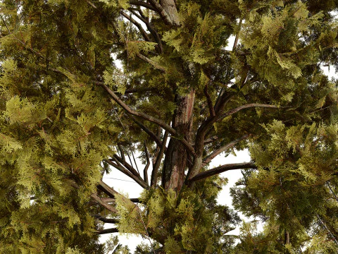 Arabian Ethel Tree Tamarix Bush Collection 3D Model