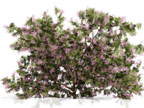 Arabian Ethel Tree Tamarix Bush Collection 3D Model