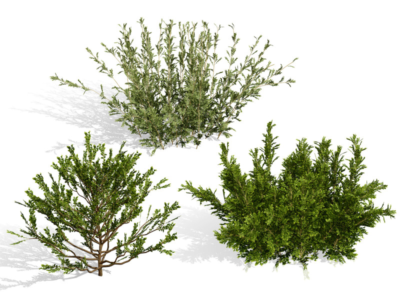 Arabian Qurm Bush Collection 3D Model .c4d .max .obj .3ds .fbx .stl .blend