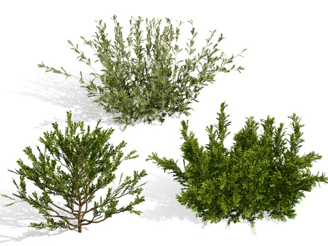 Колекція Arabian Qurm Bush 3D Модель