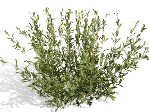 Arabian Qurm Bush Collection 3D Model