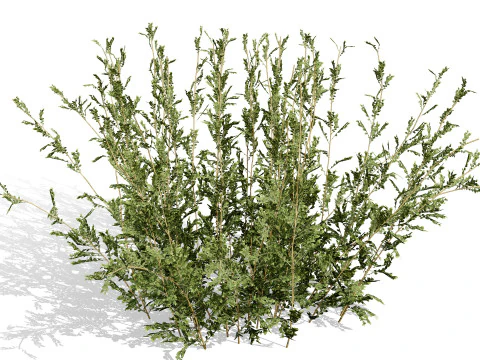 Колекція Arabian Qurm Bush 3D Модель