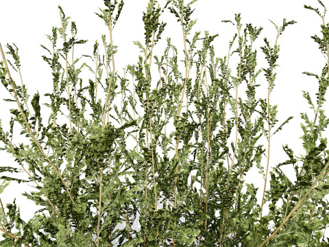 Arabian Qurm Bush Collection 3D Model