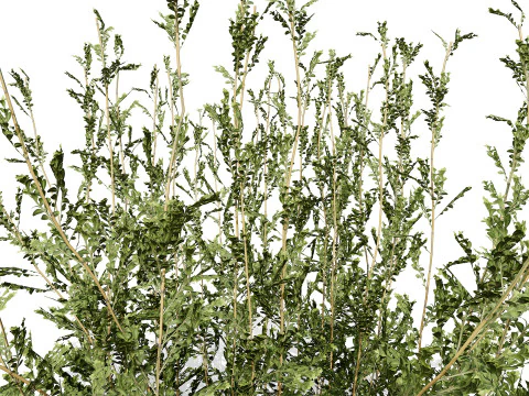 Колекція Arabian Qurm Bush 3D Модель