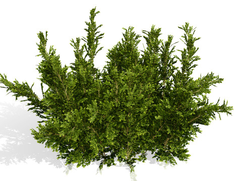 Arabian Qurm Bush Collection 3D Model