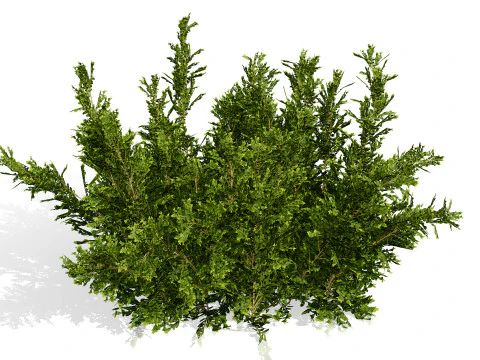 Колекція Arabian Qurm Bush 3D Модель