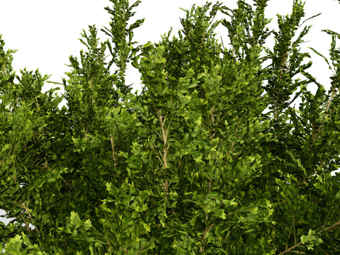 Arabian Qurm Bush Collection 3D Model