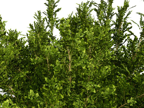 Колекція Arabian Qurm Bush 3D Модель