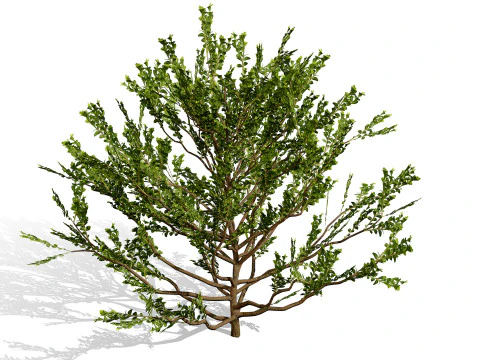 Колекція Arabian Qurm Bush 3D Модель