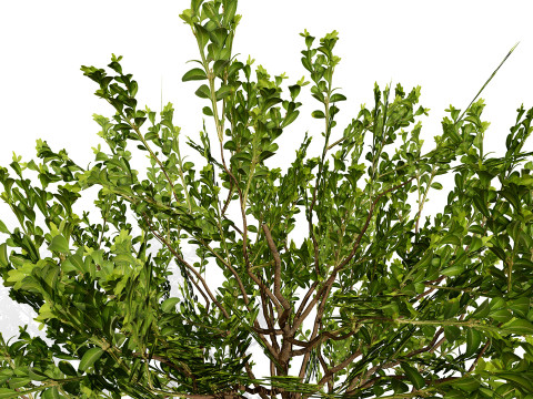 Arabian Qurm Bush Collection 3D Model