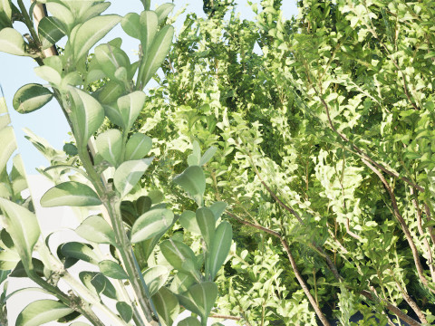 Arabian Qurm Bush Collection 3D Model