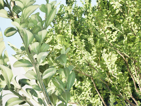 Колекція Arabian Qurm Bush 3D Модель