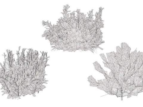 Колекція Arabian Qurm Bush 3D Модель