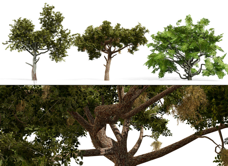 Paquete de &aacute;rbol de carb&oacute;n &aacute;rabe Modelo 3D .c4d .max .obj .3ds .fbx .stl .blend 