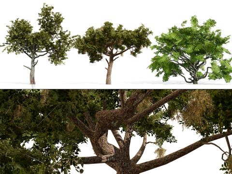 Arabian Charcoal Tree Pack 3D Model