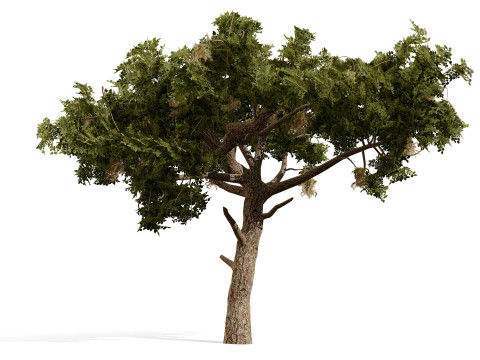 Paquete de &aacute;rbol de carb&oacute;n &aacute;rabe Modelo 3D