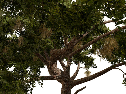 Paquete de &aacute;rbol de carb&oacute;n &aacute;rabe Modelo 3D