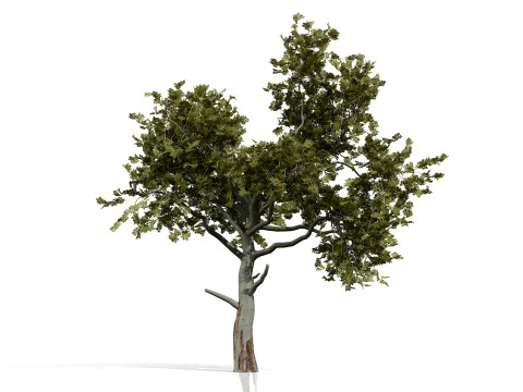 Paquete de &aacute;rbol de carb&oacute;n &aacute;rabe Modelo 3D