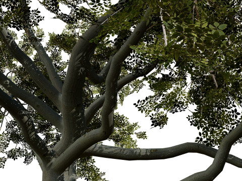 Paquete de &aacute;rbol de carb&oacute;n &aacute;rabe Modelo 3D