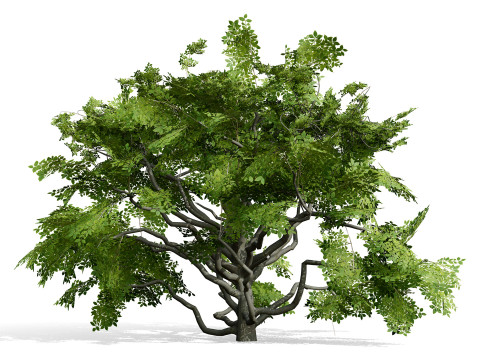 Paquete de &aacute;rbol de carb&oacute;n &aacute;rabe Modelo 3D