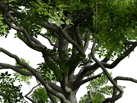 Paquete de &aacute;rbol de carb&oacute;n &aacute;rabe Modelo 3D