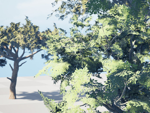 Paquete de &aacute;rbol de carb&oacute;n &aacute;rabe Modelo 3D