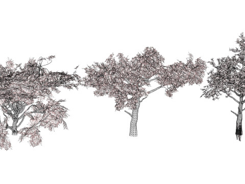 Paquete de &aacute;rbol de carb&oacute;n &aacute;rabe Modelo 3D
