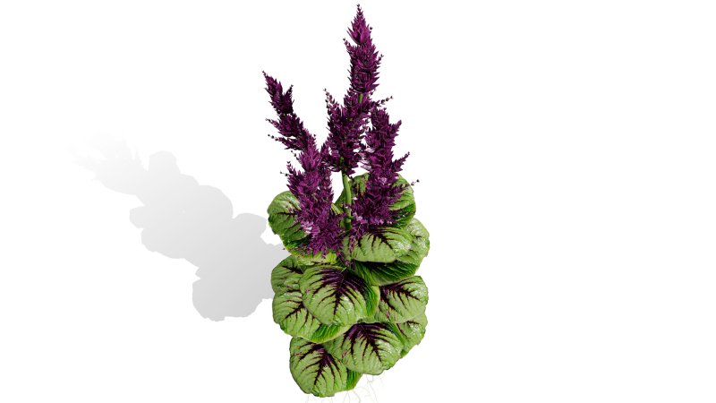 Coleção Árabe Amaranthus Spinosus Modelo 3D .c4d .max .obj .3ds .fbx .stl .blend